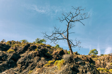 Fototapeta na wymiar Bare tree on cliff