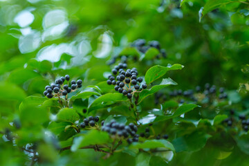 Reife Beeren und grüne Blätter an der Gartenpflanze Hartriegel (lat.: Cornus) im Sommer