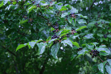 Ein giftiger Hartriegel-Busch mit vielen Beeren (lat.: Cornus) bei Regenwetter im Sommer