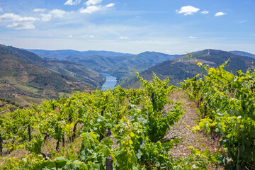 Fototapeta na wymiar vineyard of Porto wine