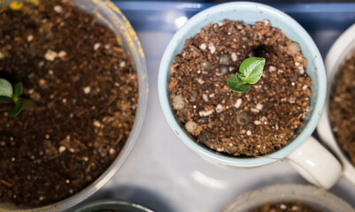 Indoor plants growing in organic soil.