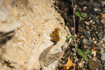 orange butterfly perched on a rock