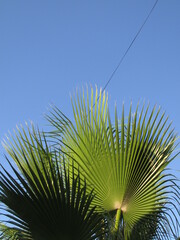 palm tree on sky