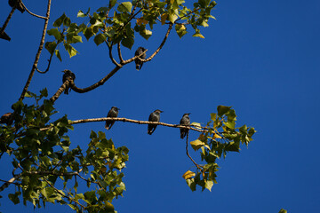 three starlings on the same branch watching the same object