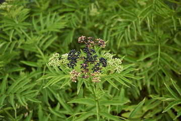 Sambucus ebulus