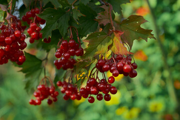 Viburnum berries on branches close-up in autumn