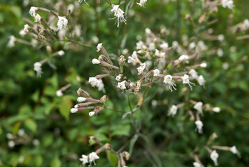 Silene italica