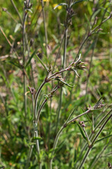 Silene italica