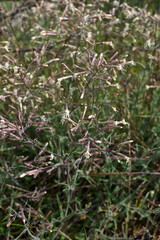 Silene italica