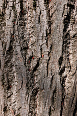 Red spider mite