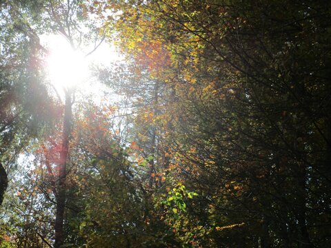 sun shining through the trees