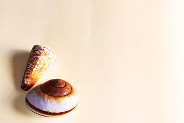 sea shells with copy space for your own text, natural shells photography