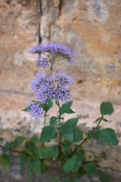 Trachelium caeruleum