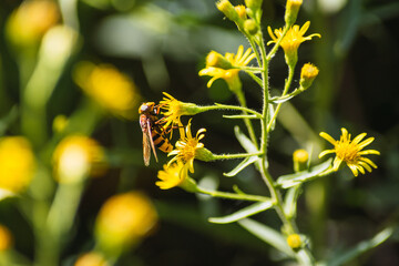 wasp on yellow flowers