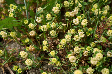 Trifolium campestre