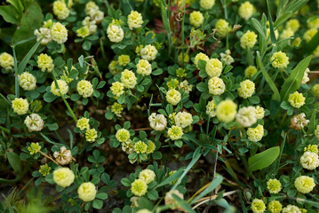 Trifolium campestre