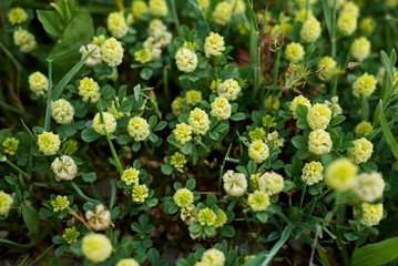 Trifolium campestre
