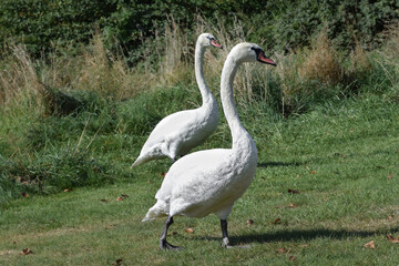 Swan on grass close-up photo