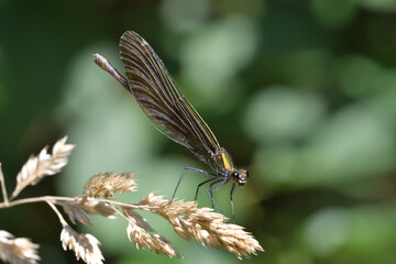 Willow emerald damselfly  lurks for prey on the grass by the river