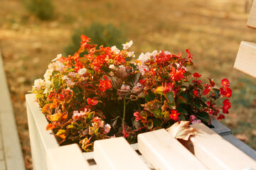 Naklejka premium Flowers near a bench in the park
