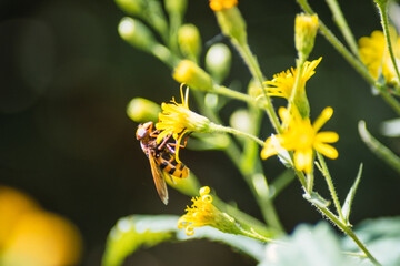 wasp on yellow flowers