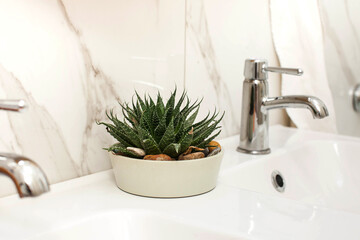 Home plant succulent in a pot on the sink in the bathroom. Concept of indoor plants, landscaping of...