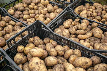 She goes through the collected potatoes with his hands.