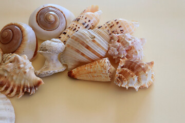 sea shells with copy space for your own text, natural shells photography