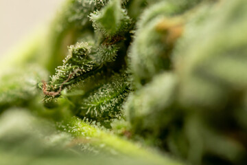 Crystals on cannabis leaf

