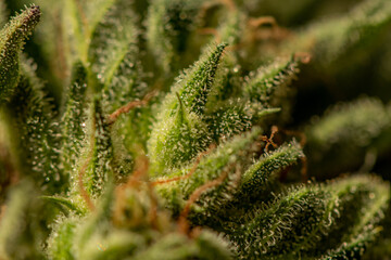 Detail crystals on cannabis leaf

