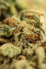 Detail crystals on marijuana leaf

