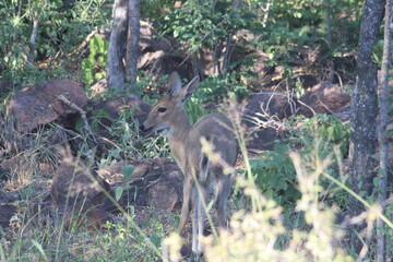 Photo Taken in Kruger National Park