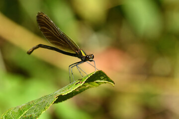 
Willow emerald damselfly holding a blade of grass above the water by the river
