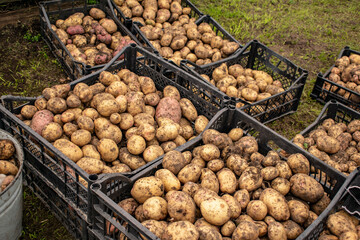 Freshly picked potatoes in baskets for transportation.