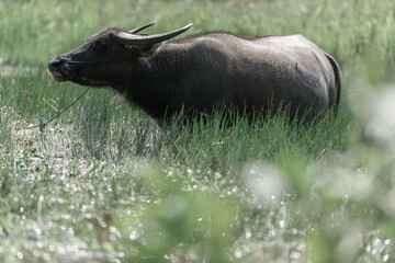 Water buffalo (Bubalus bubalis) or Domestic water buffalo is bound in the rice field.