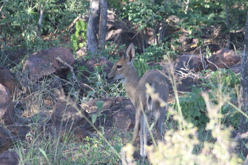 Photo Taken in Kruger National Park