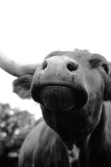 Funny smug face of Texas longhorn cow close up in black and white.