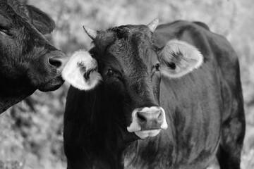 Close up of cattle animal behavior in black and white.