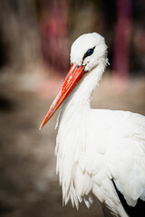 Portrait d'une cigogne blanche