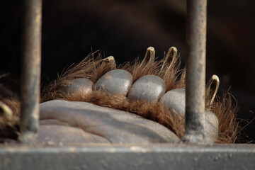 The paw of a bear collar in a cage
