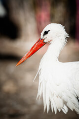 Portrait d'une cigogne blanche