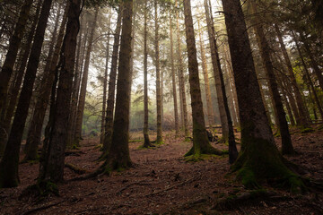 Obraz premium Foggy forest of Artikutza at the Basque mountains.