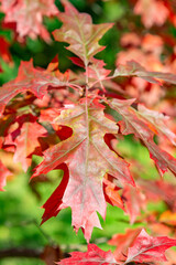 Autumn red color of the deciduous maple tree of the family Acereae