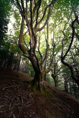 Fototapeta na wymiar Foggy forest of Artikutza at the Basque mountains.
