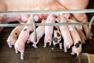 The pigs were raised on a standardized farm,Thailand.