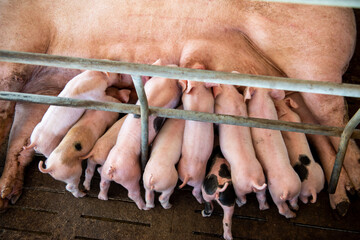 The pigs were raised on a standardized farm,Thailand.