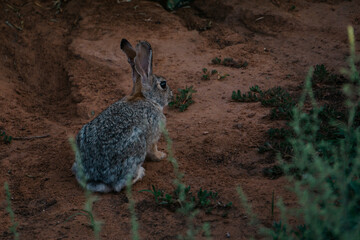 rabbit on the ground