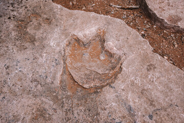 Dinosaur footprint on a stone ground texture