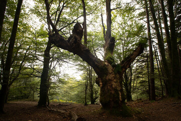 Foggy forest of Artikutza at the Basque mountains.