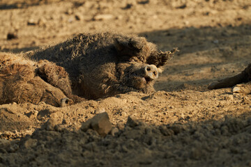 wool pig in the wallow